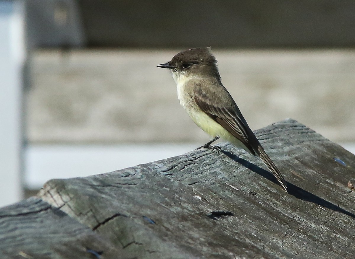 Weißbauch-Phoebetyrann - ML645239110