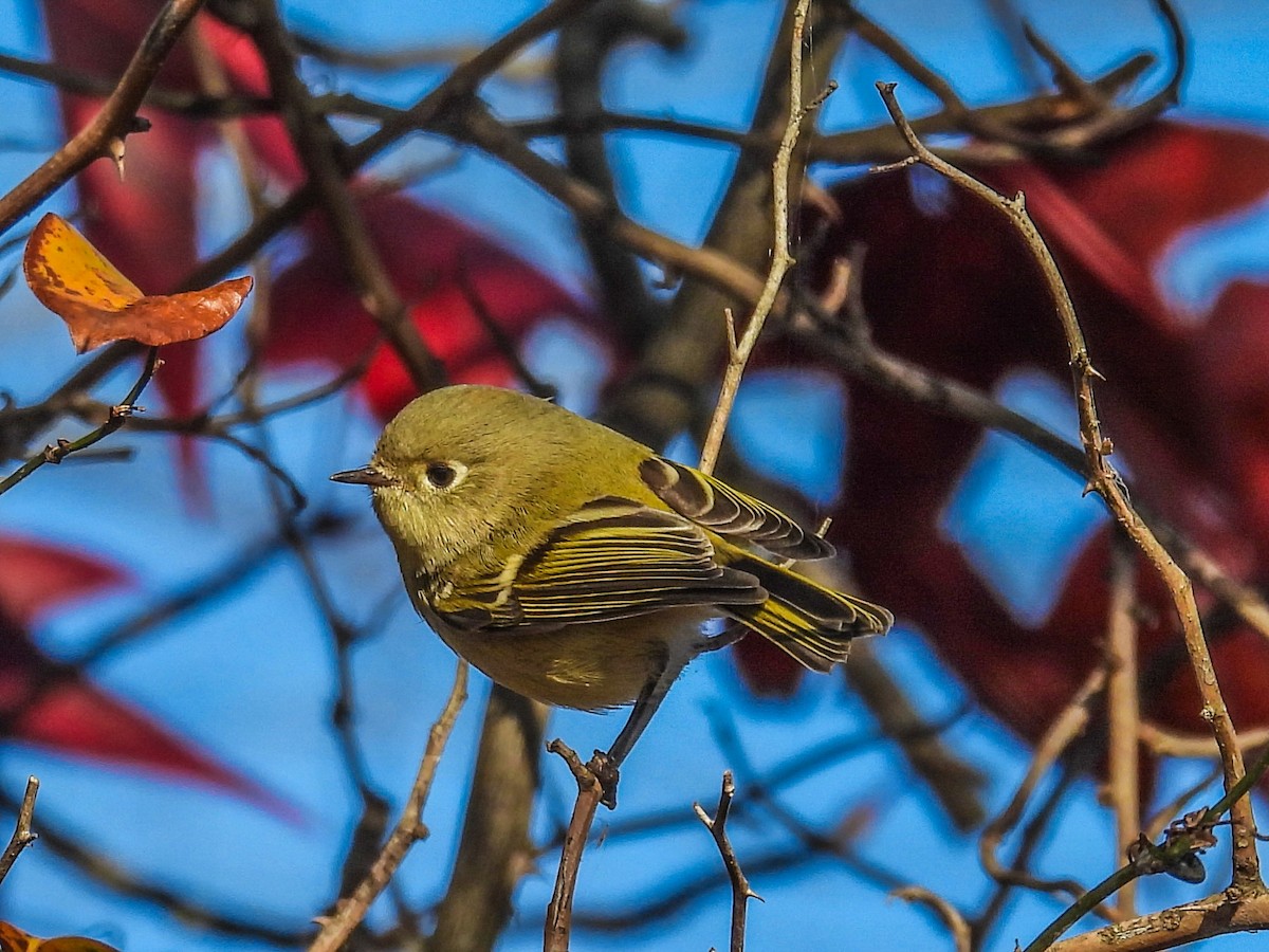 Ruby-crowned Kinglet - ML645239111