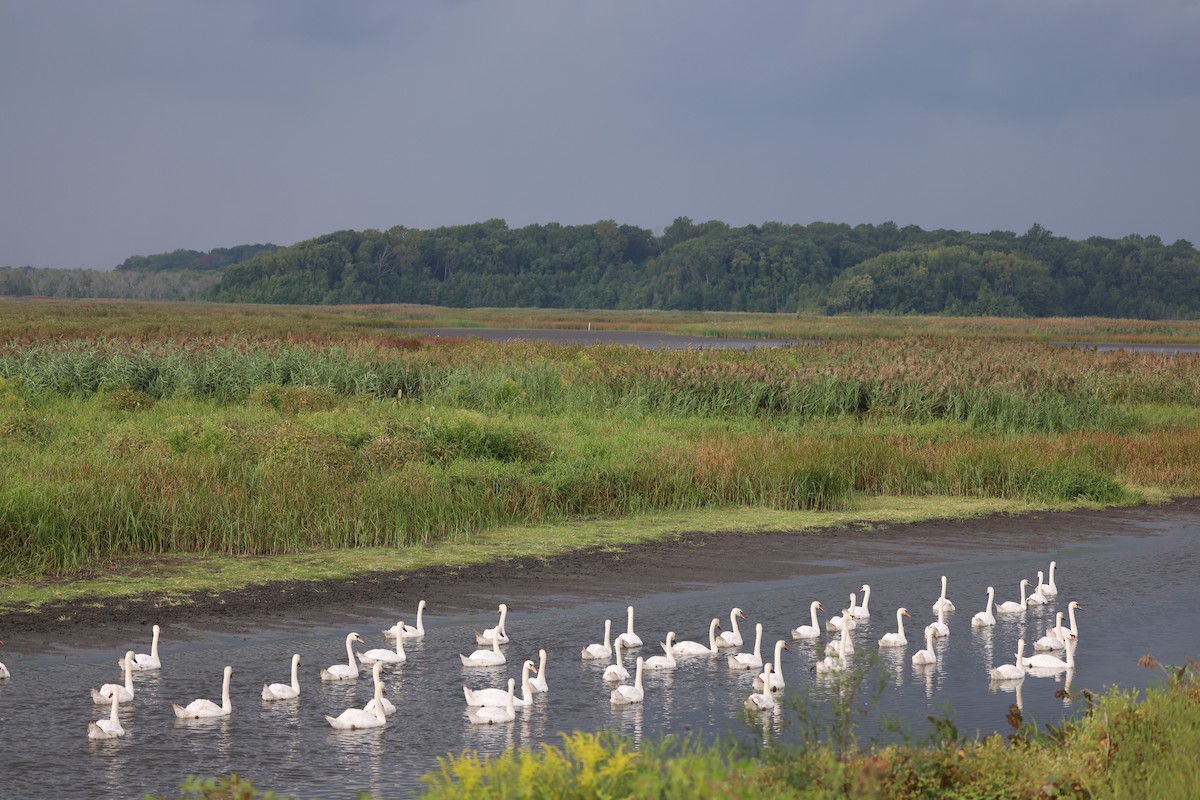 Mute Swan - ML645239113