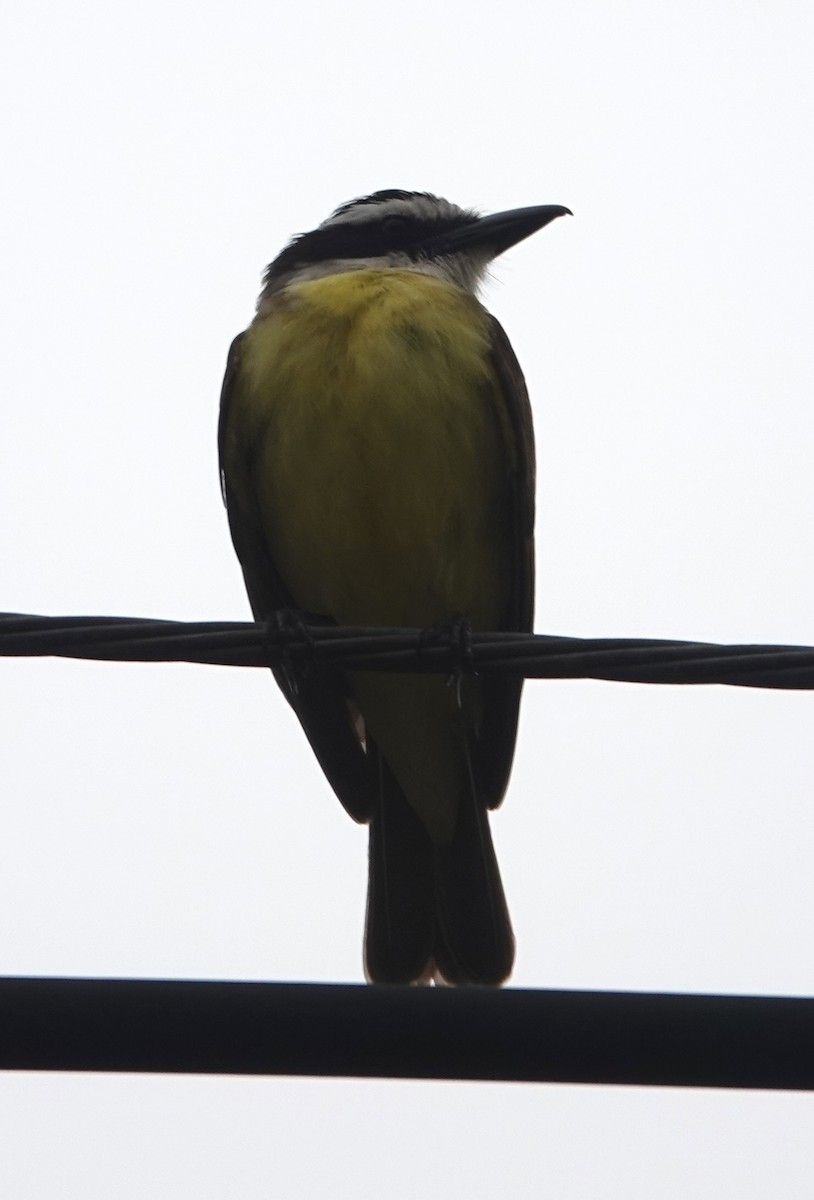 Пітанга-великодзьоб - ML645239114