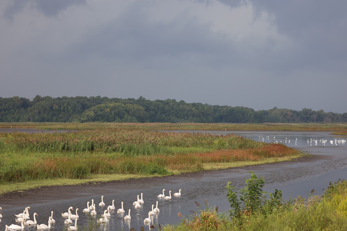 Mute Swan - ML645239119