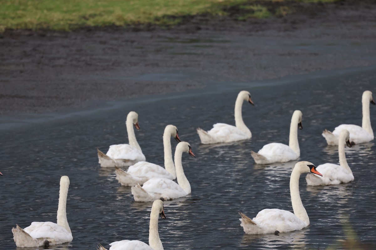 Mute Swan - ML645239125