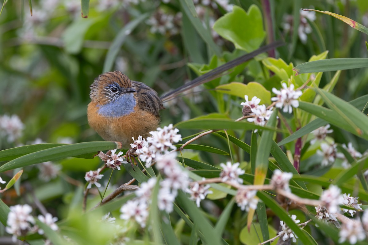 Southern Emuwren - ML645239128