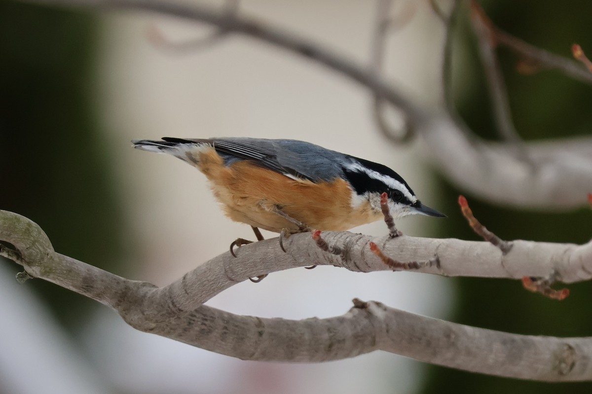 Red-breasted Nuthatch - ML645239129