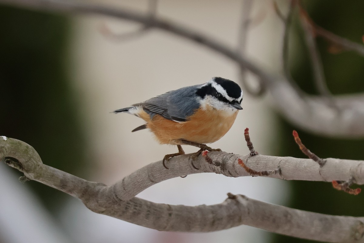 Red-breasted Nuthatch - ML645239130