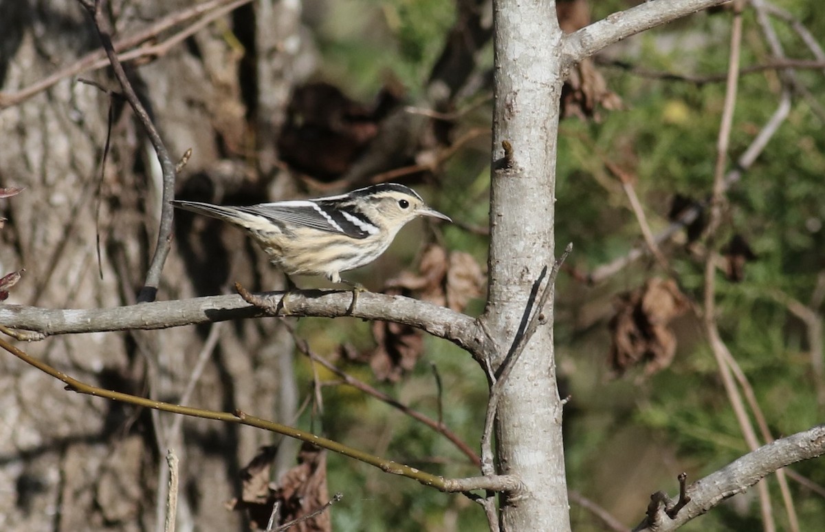 Black-and-white Warbler - ML645239131