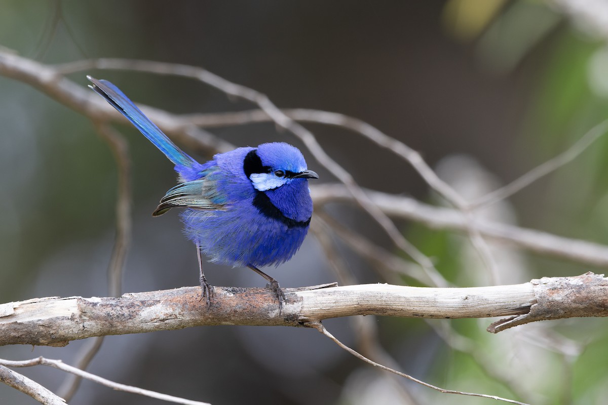 Splendid Fairywren - ML645239133