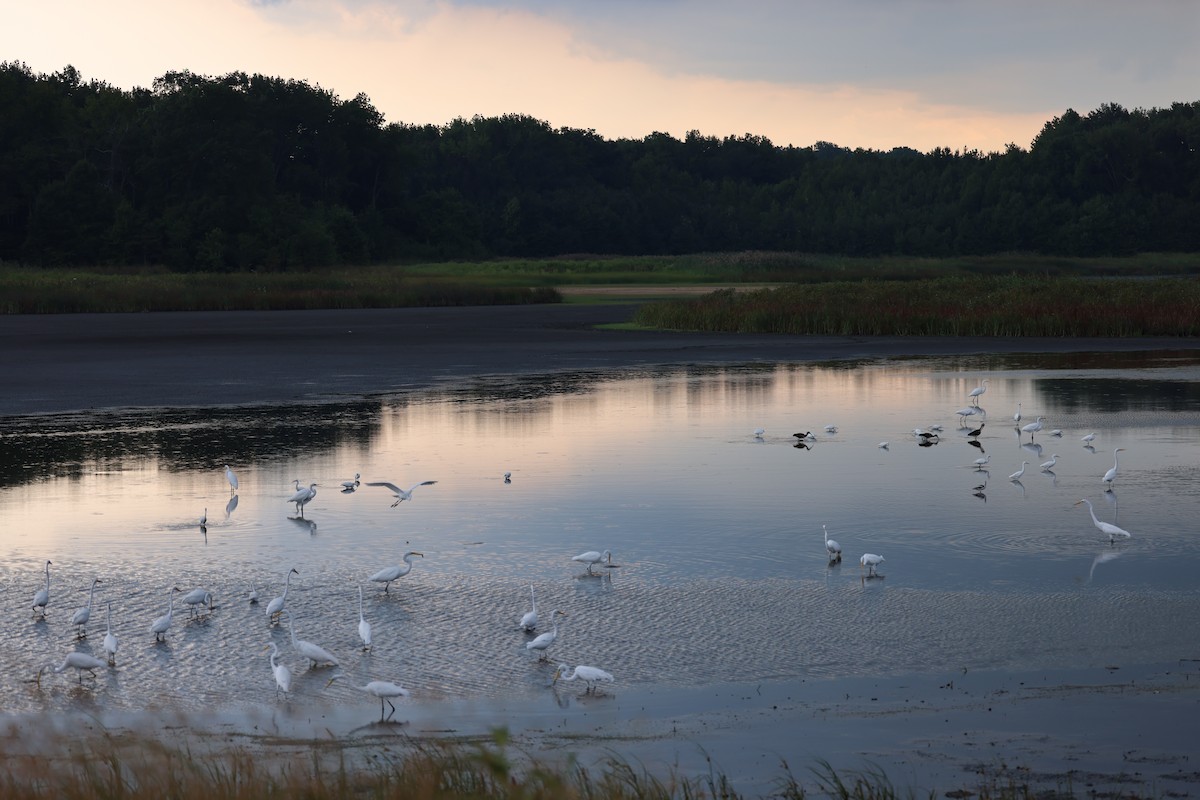 Great Egret - ML645239144