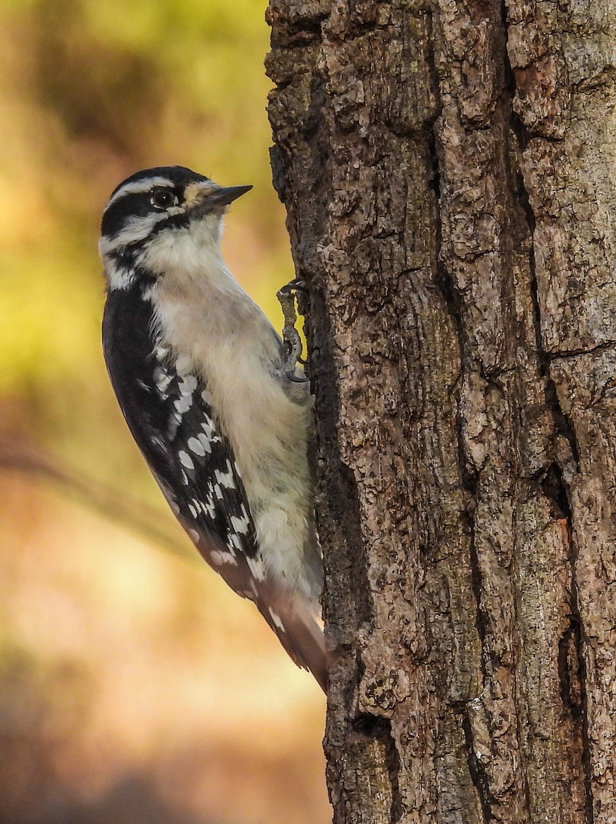 Downy Woodpecker - ML645239155