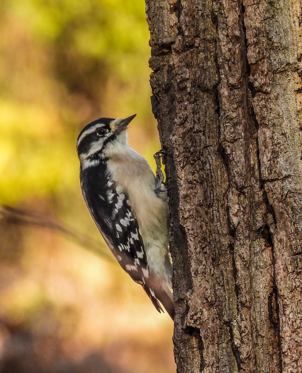 Downy Woodpecker - ML645239156