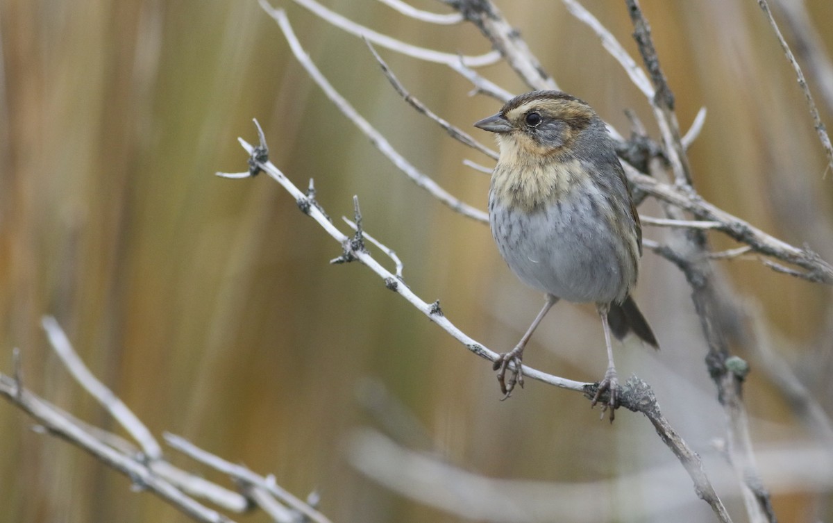 Nelson's Sparrow - ML645239162