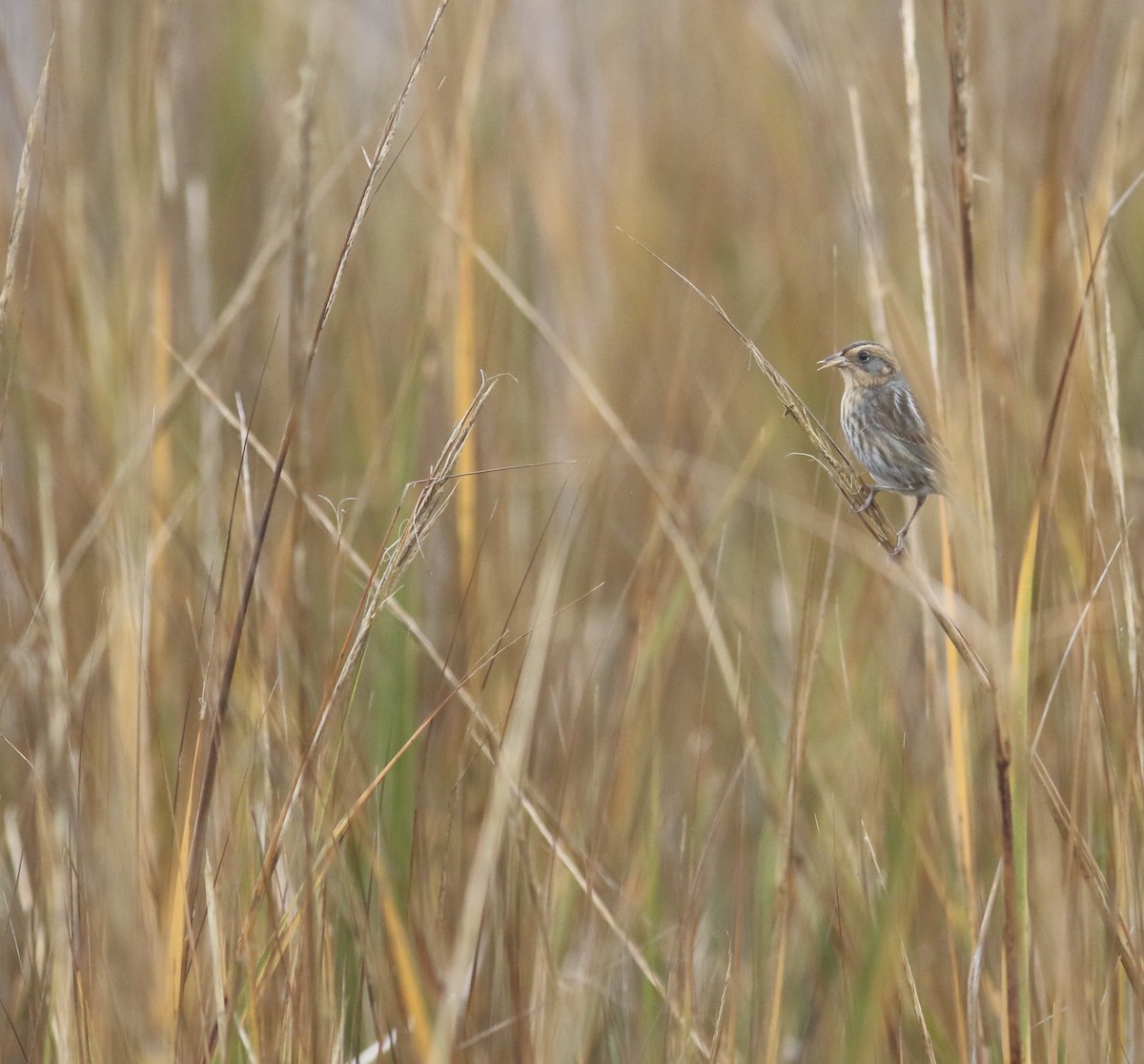 Nelson's Sparrow - ML645239163