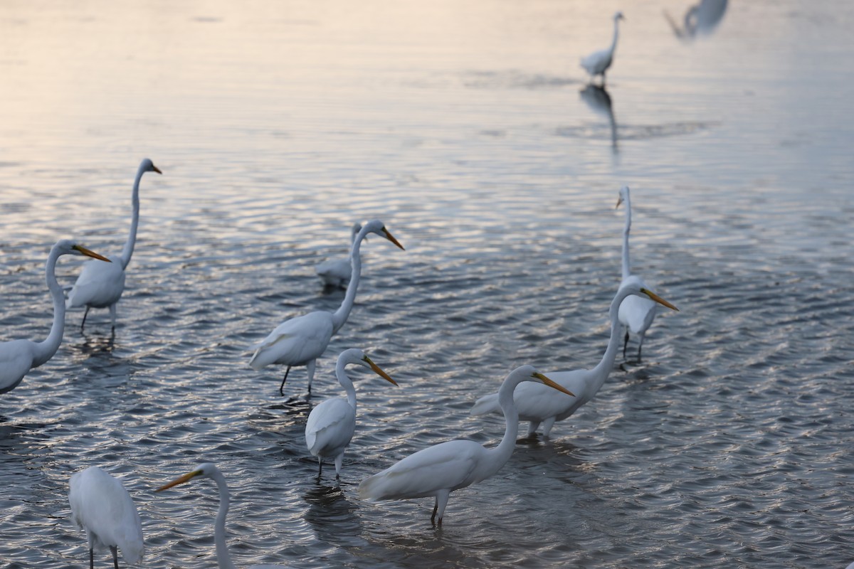 Great Egret - ML645239166