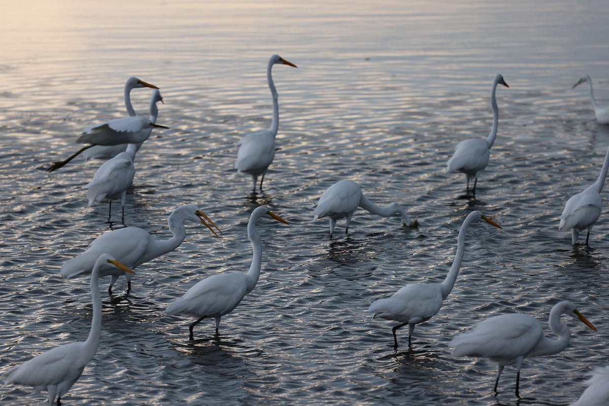 Great Egret - ML645239168