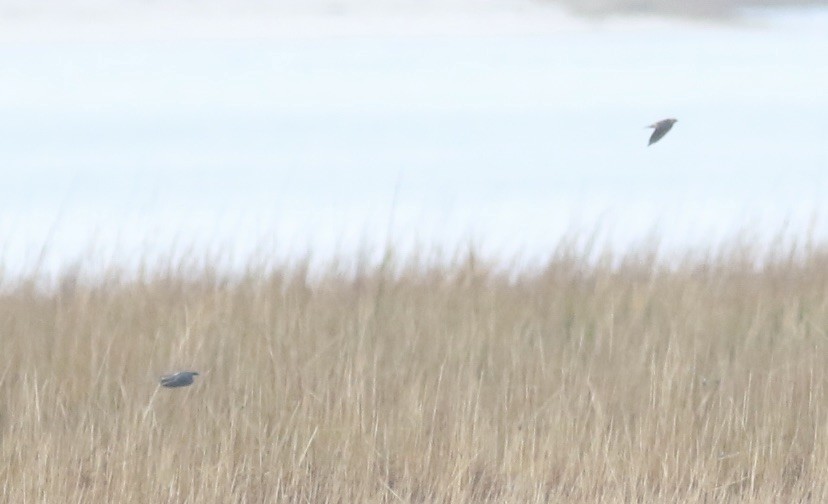 Cave Swallow - ML645239180