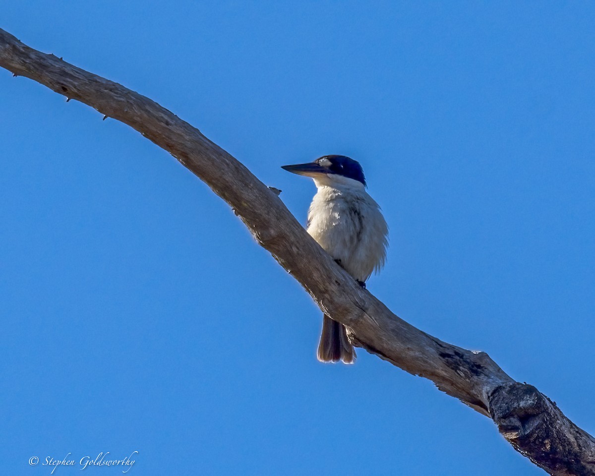 Forest Kingfisher - ML645239181