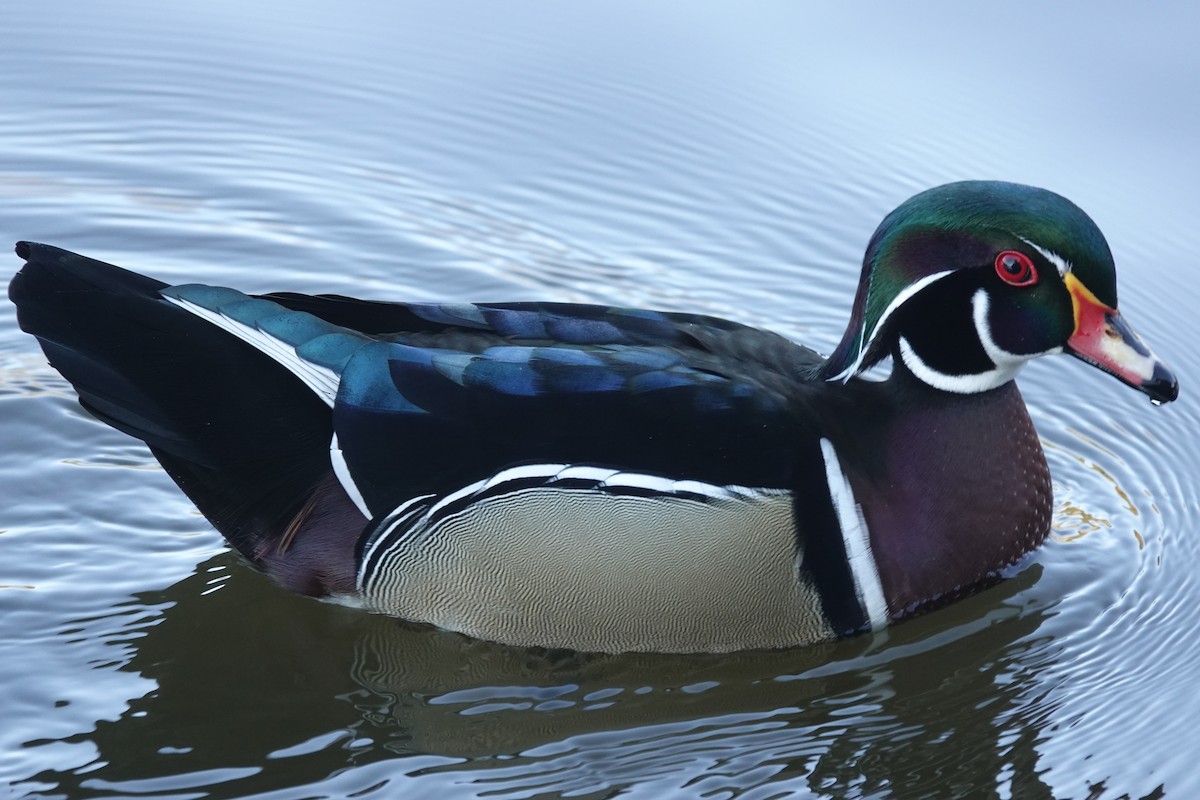 brudeand - ML645239183