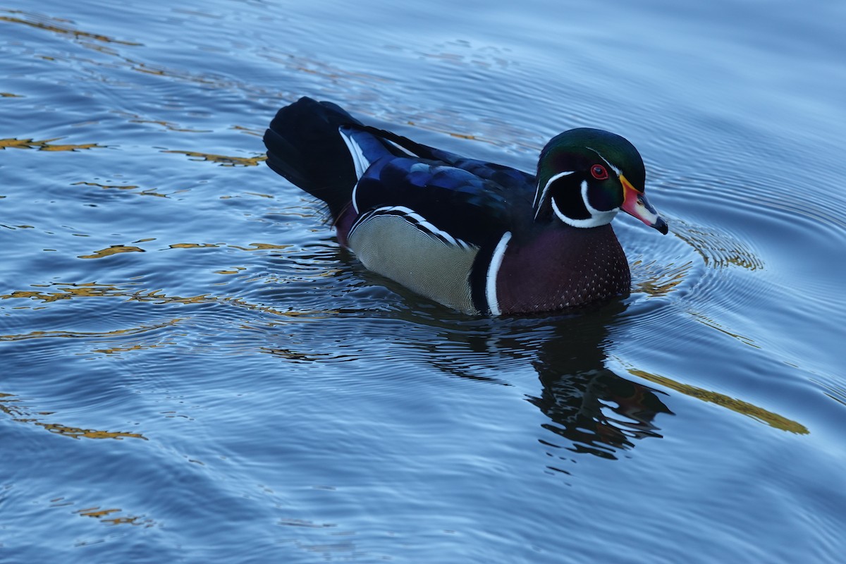 brudeand - ML645239184