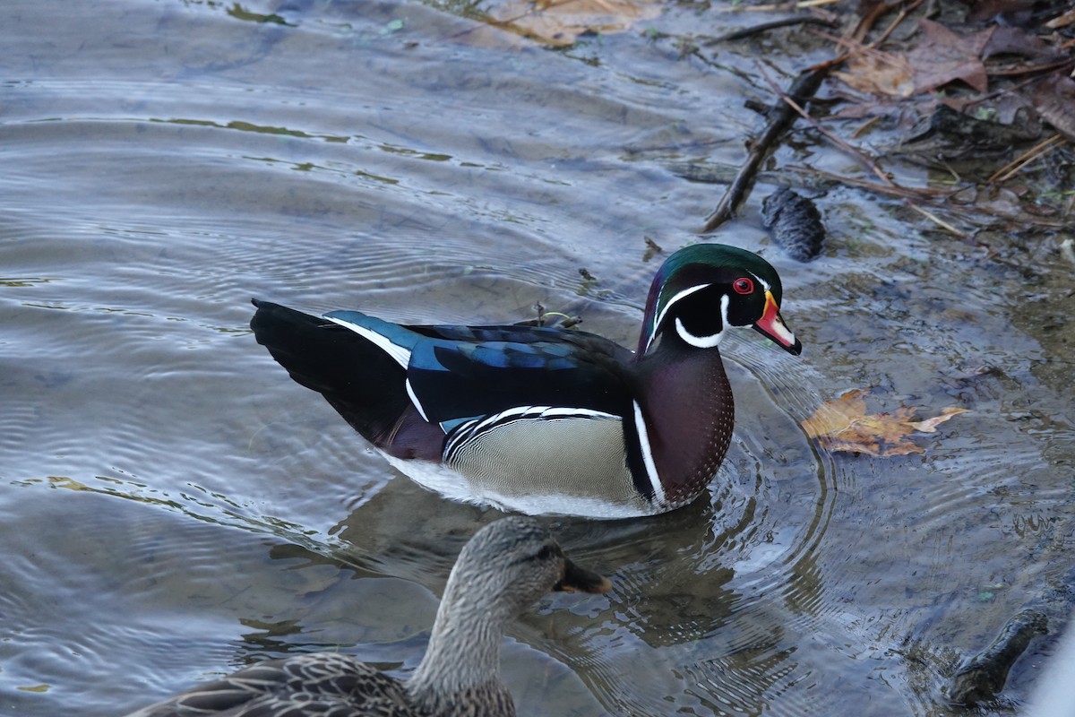 brudeand - ML645239185