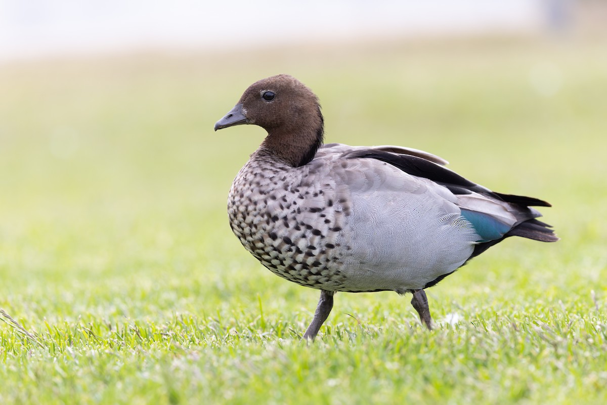 Maned Duck - ML645239186