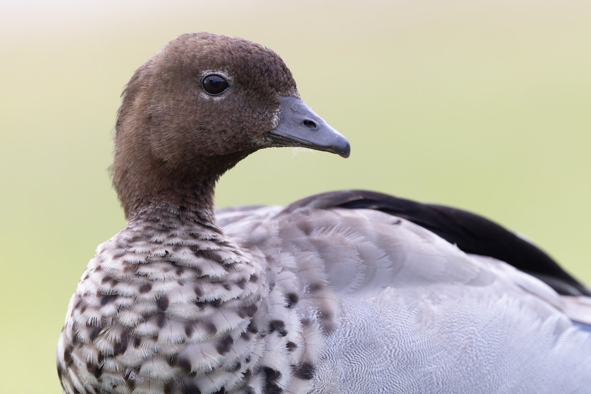 Maned Duck - ML645239187