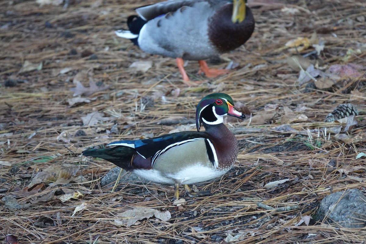 brudeand - ML645239188