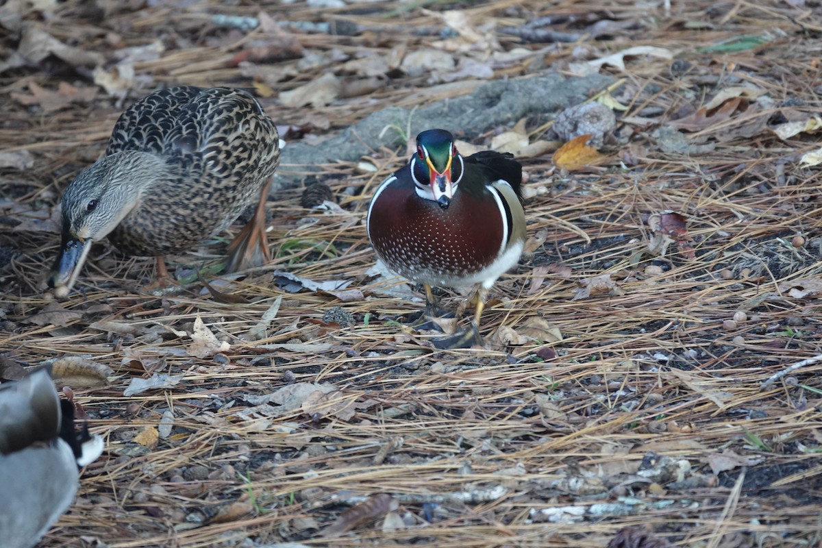 brudeand - ML645239189