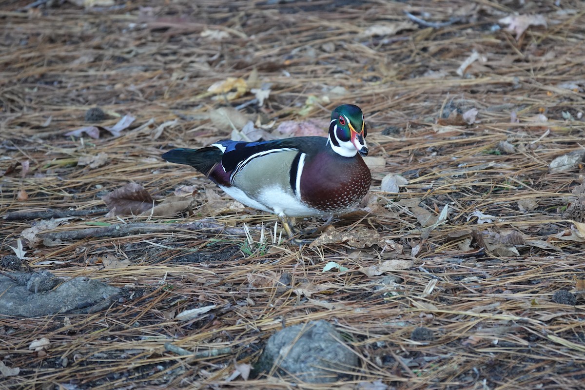 brudeand - ML645239190