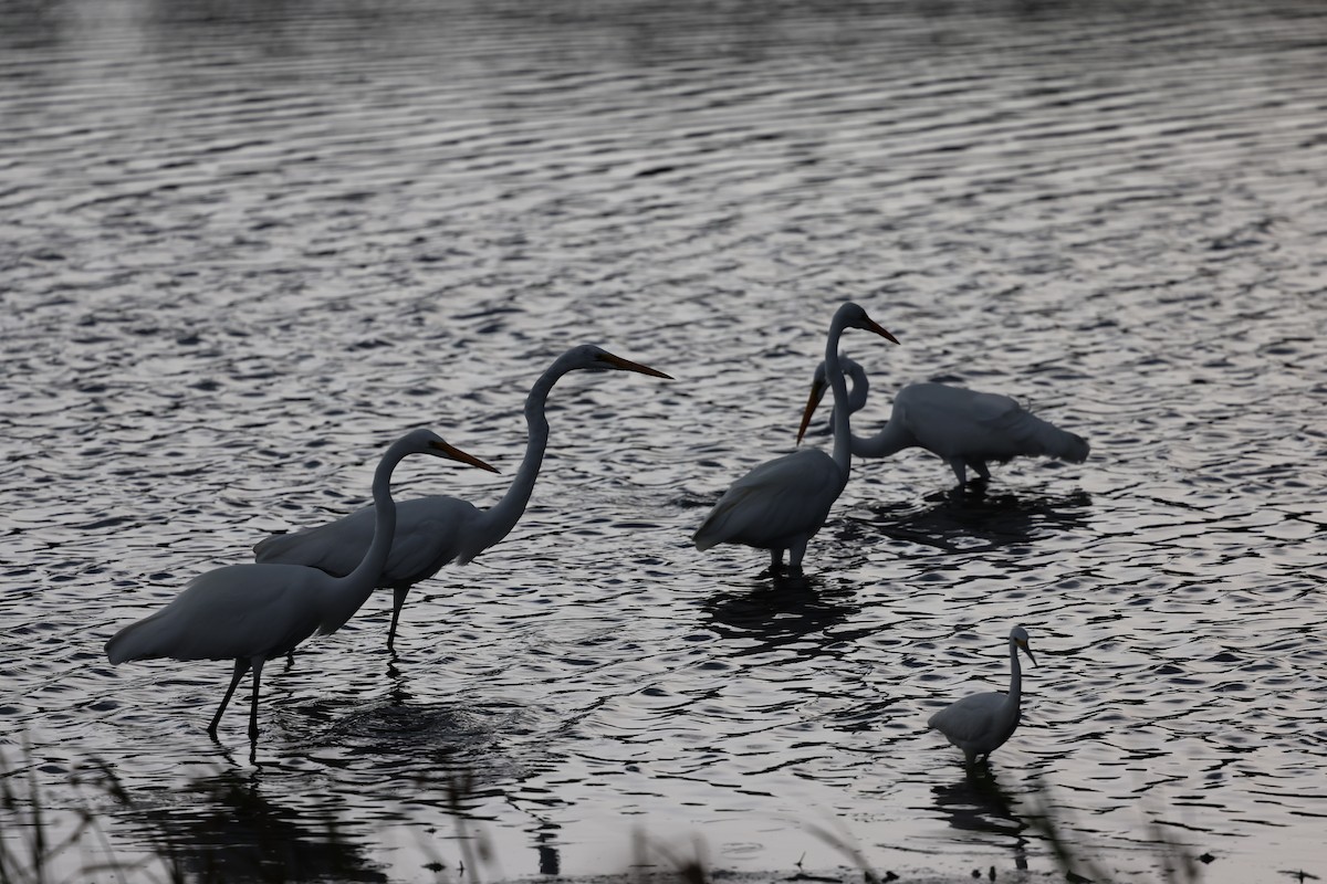 Great Egret - ML645239191