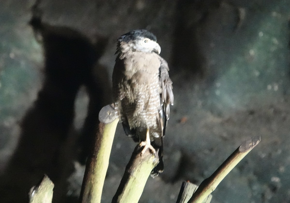 Crested Serpent-Eagle - ML645239192