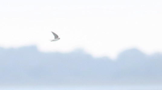 Cave Swallow - ML645239195