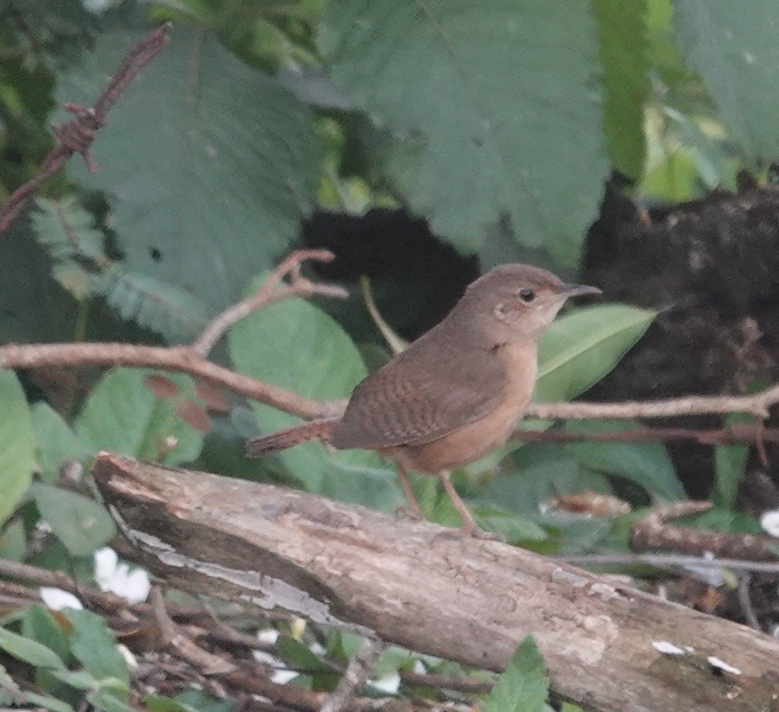 Southern House Wren - ML645239197