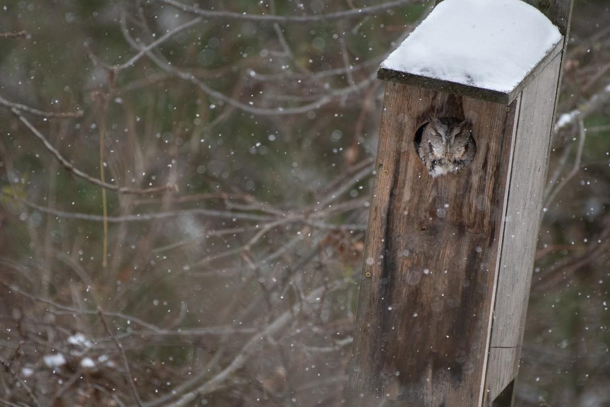 Eastern Screech-Owl - ML645239204