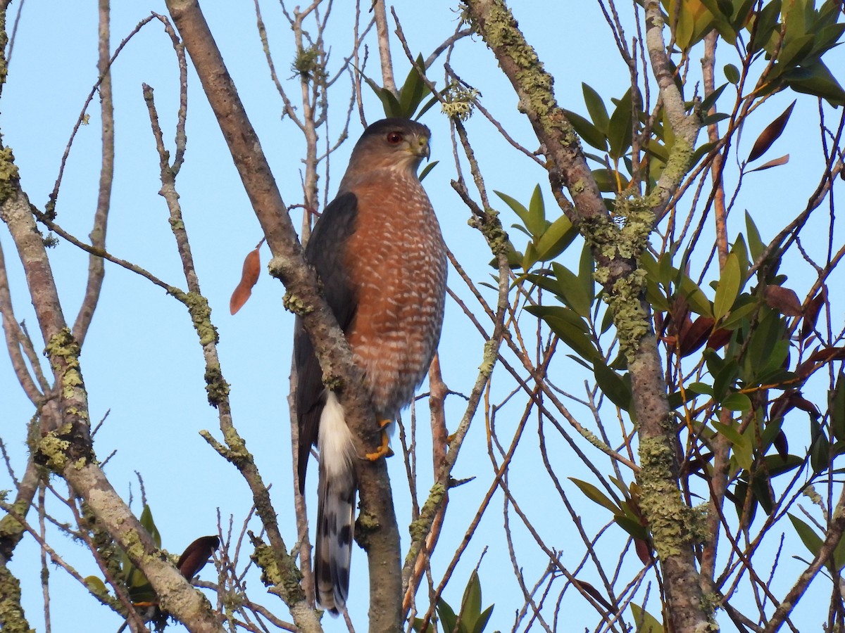 Cooper's Hawk - ML645239205