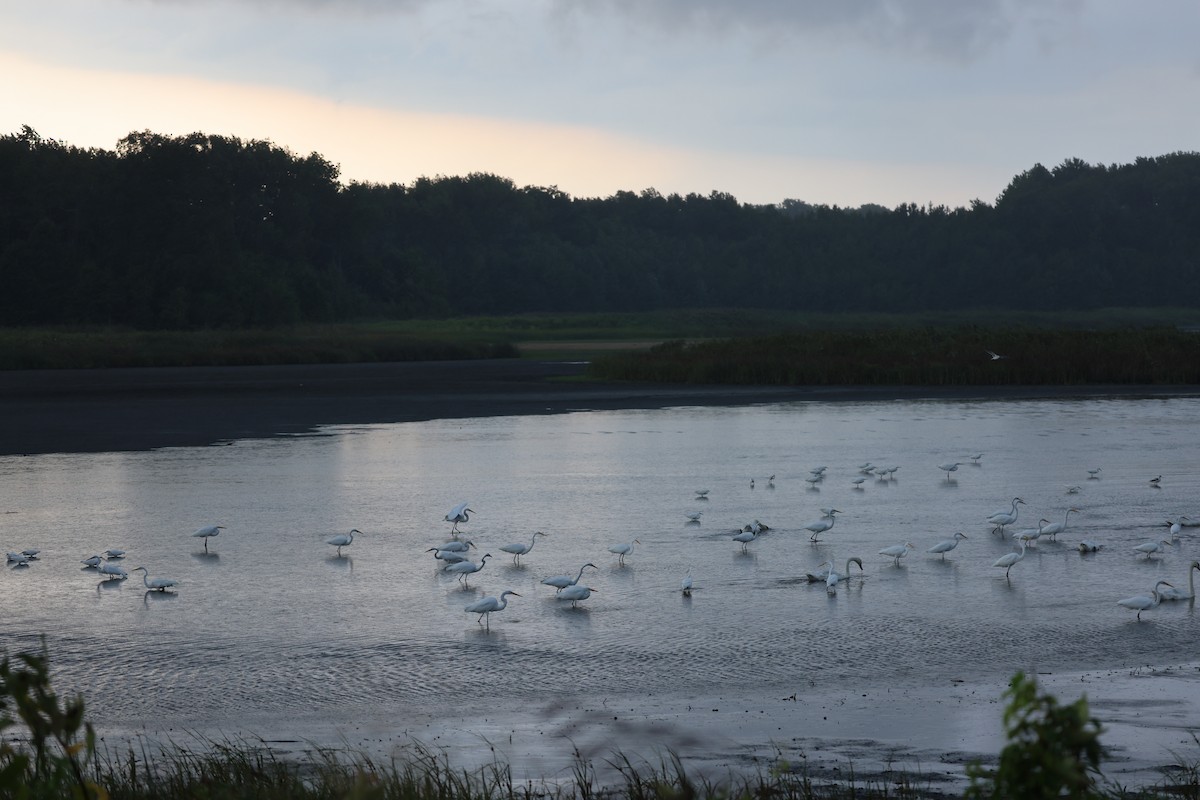 Great Egret - ML645239207
