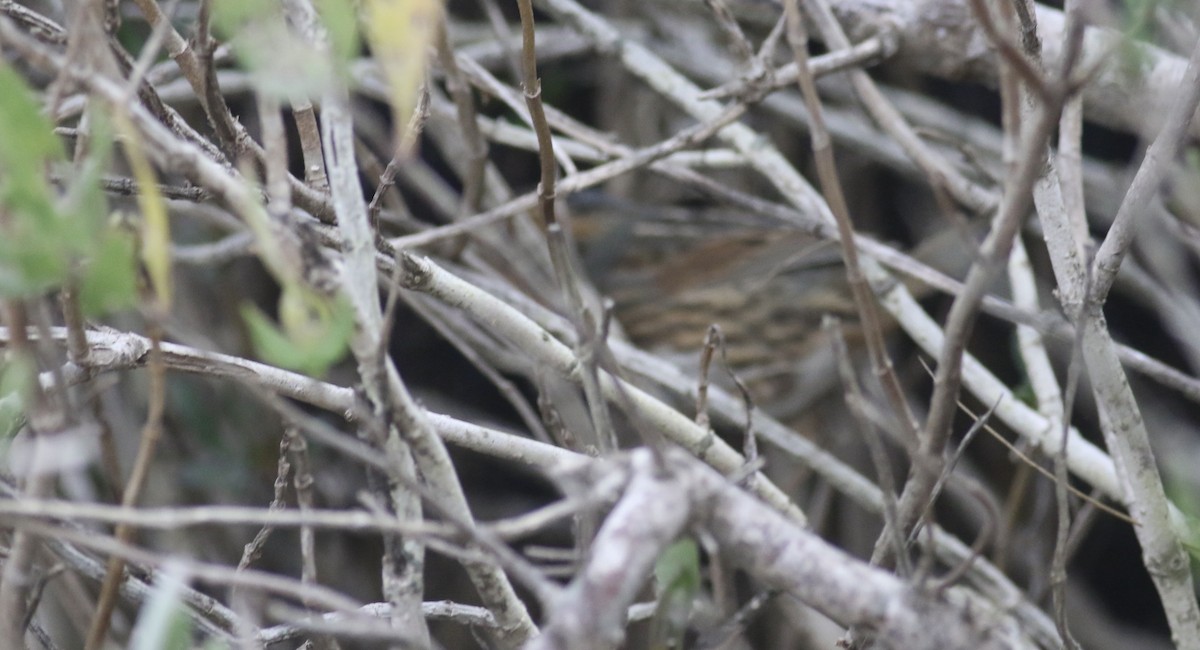 Saltmarsh Sparrow - ML645239211