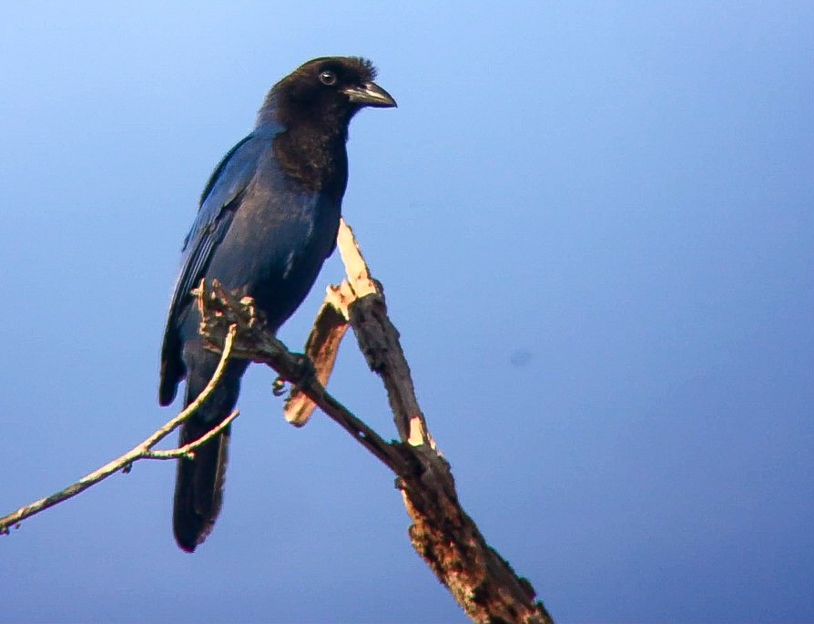 sojka azurová - ML645239218