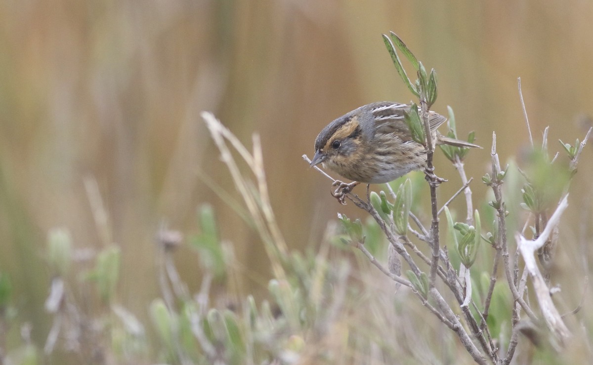 Nelson's Sparrow - ML645239221