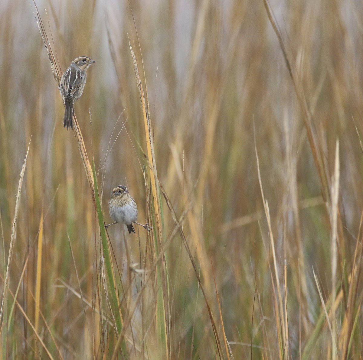 Nelson's Sparrow - ML645239225