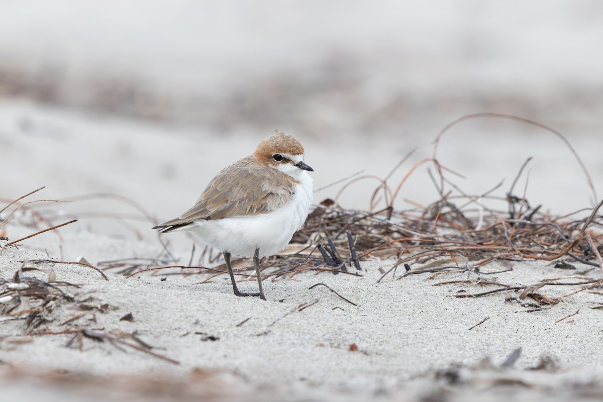 Red-capped Plover - ML645239226