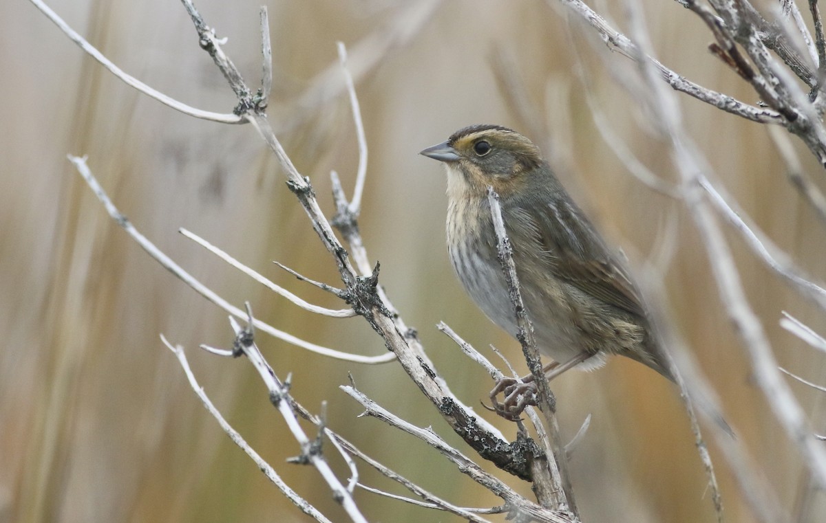 Nelson's Sparrow - ML645239227