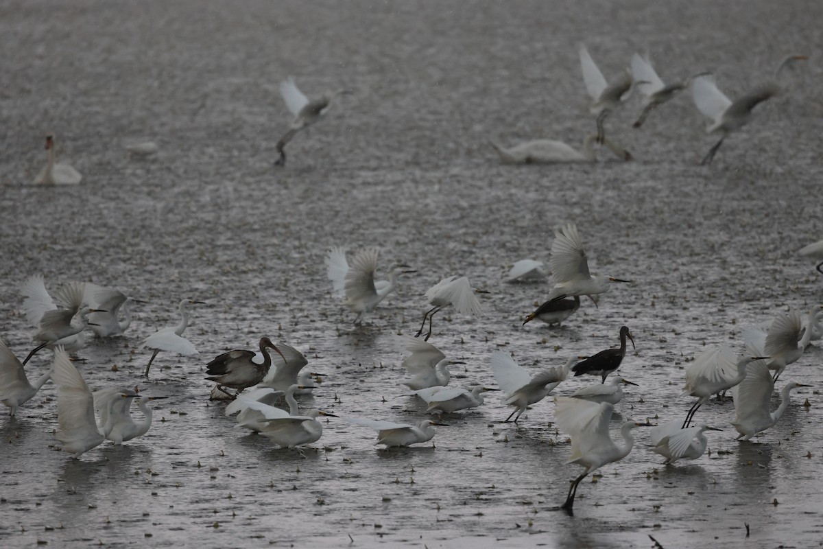 Snowy Egret - ML645239228