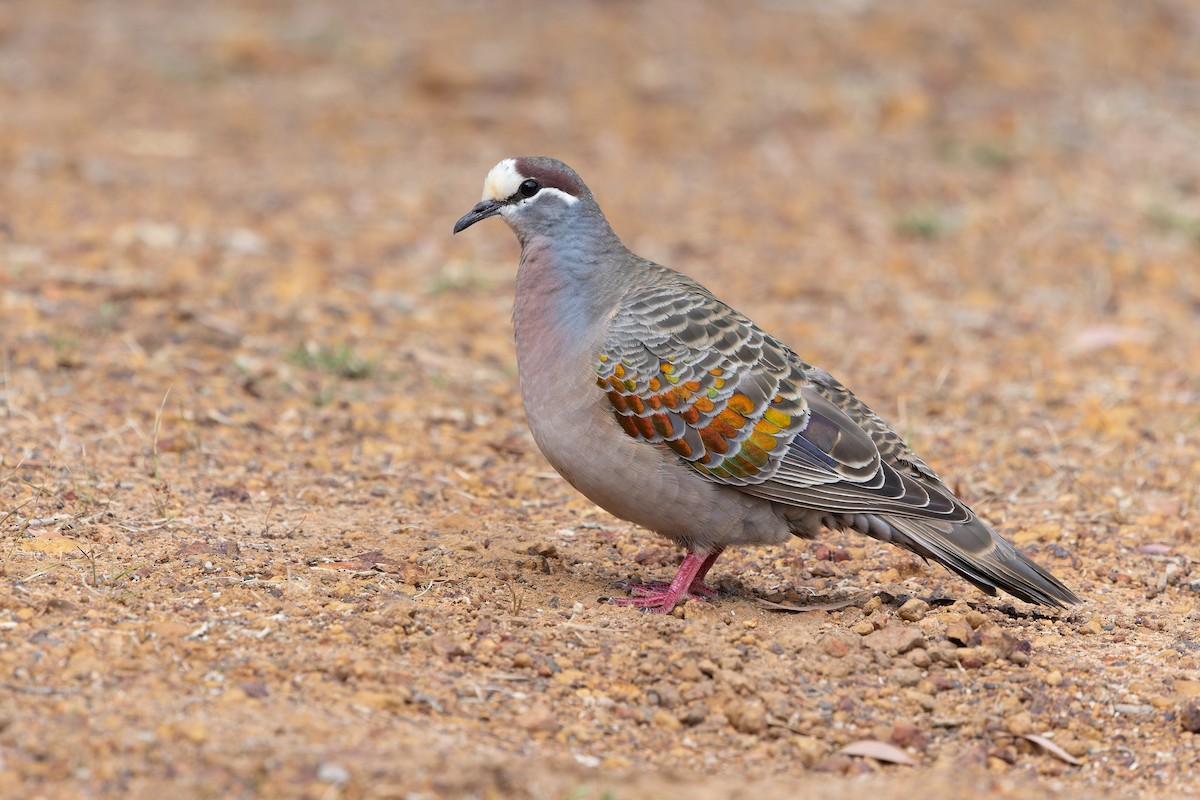 Common Bronzewing - ML645239230