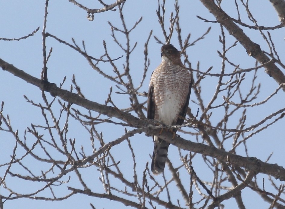 Cooper's Hawk - ML645239231