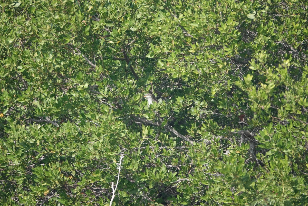 Yellow-billed Cuckoo - ML645239233