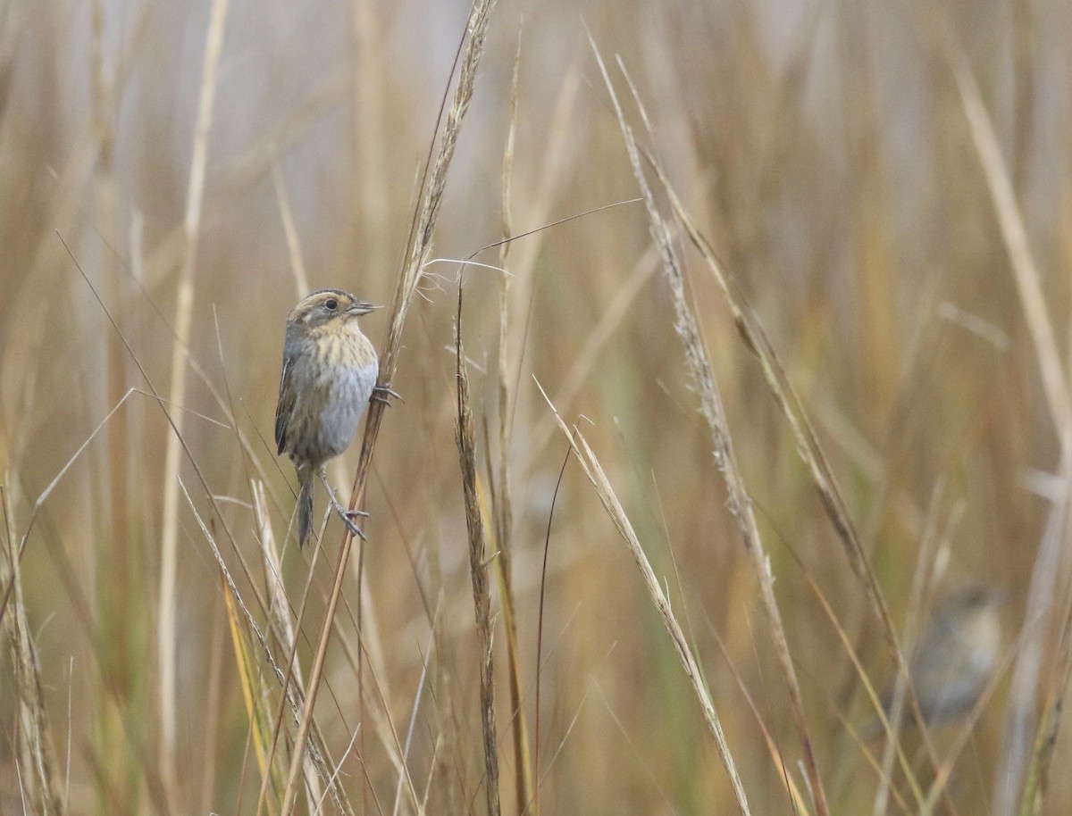 Nelson's Sparrow - ML645239234