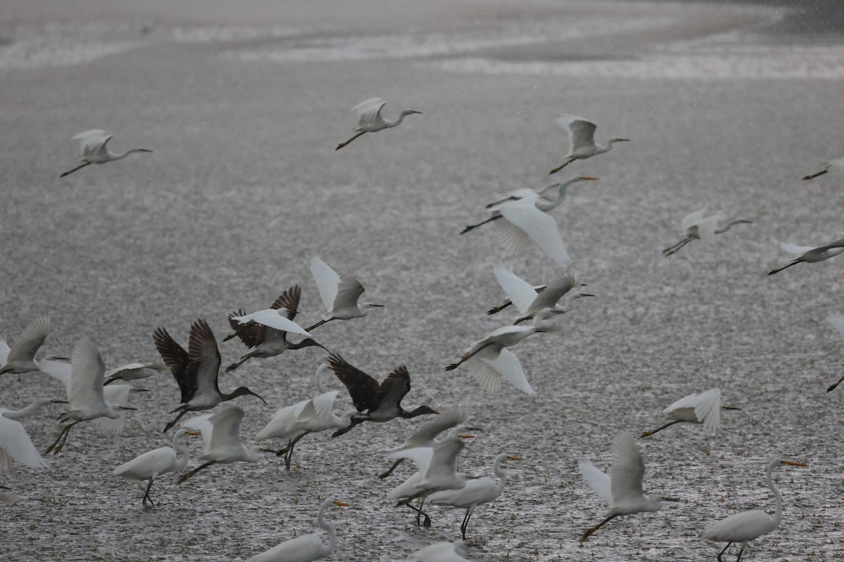 Snowy Egret - ML645239238