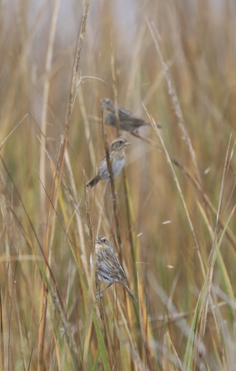 Nelson's Sparrow - ML645239240