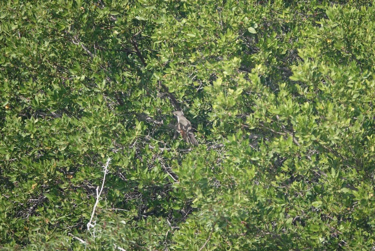 Yellow-billed Cuckoo - ML645239241