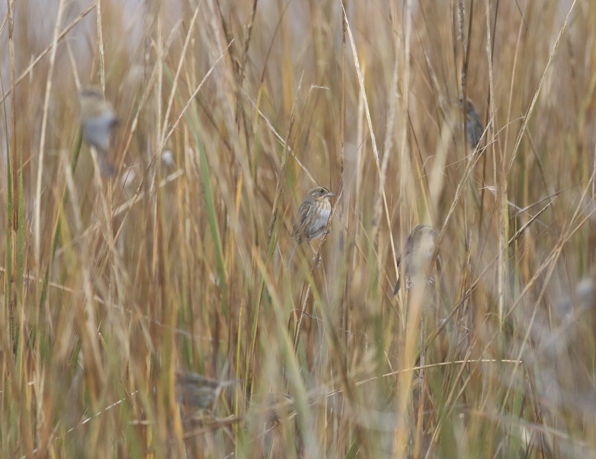Nelson's Sparrow - ML645239243